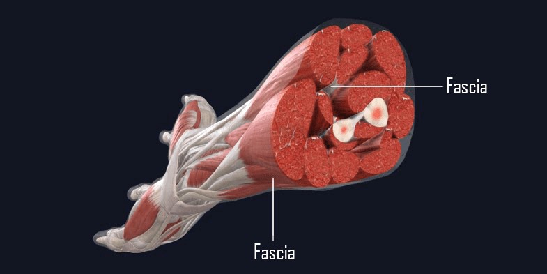 fascia fasyal resmi